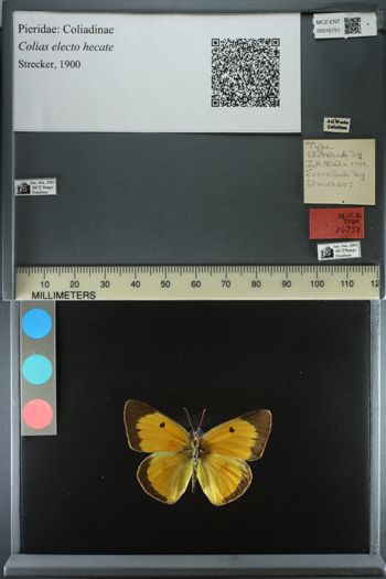 Media type: image;   Entomology 16751